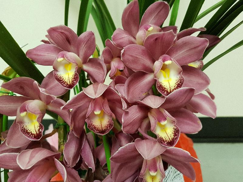 The Agriculture, Fisheries and Conservation Department and Hong Kong Customs today (January 31) reminded travellers not to bring endangered species into Hong Kong without a required licence when returning from visits to other places. Photo shows moth orchids.