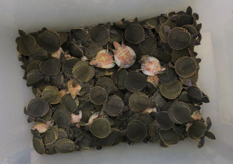 The Agriculture, Fisheries and Conservation Department and Hong Kong Customs today (January 31) reminded travellers not to bring endangered species into Hong Kong without a required licence when returning from visits to other places. Photo shows pig-nosed turtles.
