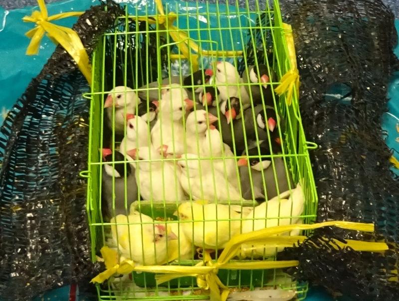 香港海关二月二日在落马洲支线管制站检获六十只怀疑非法进口活禽鸟，包括二十只怀疑属濒危物种的活禽鸟，估计市值约六百元。图示部分检获的怀疑非法进口活禽鸟。
