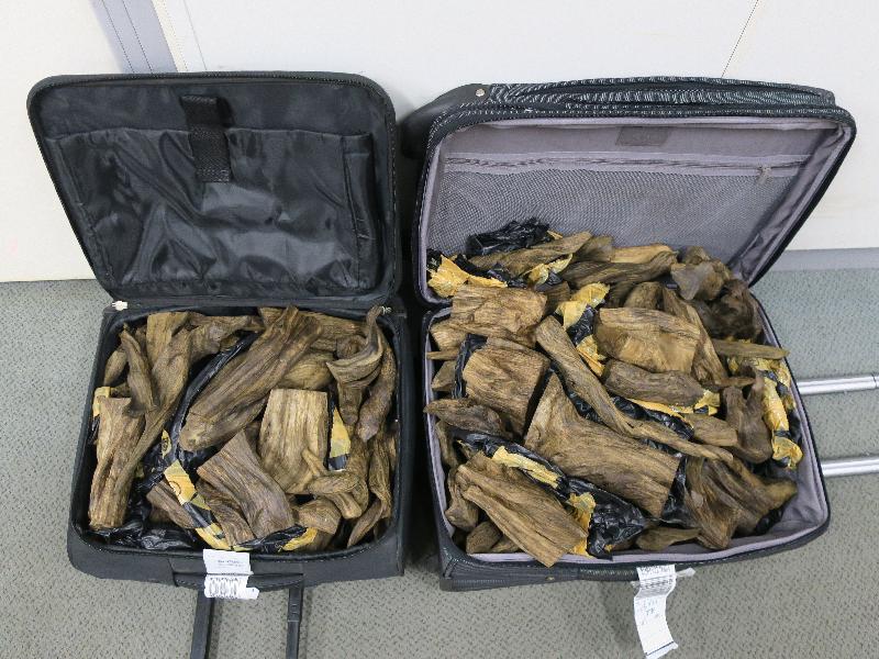 Two travellers who smuggled agarwood have been convicted and sentenced to imprisonment at the District Court today (February 8). Photo shows the agarwood seized by Customs officers from the luggage of one of the travellers at Hong Kong International Airport on August 16, 2018.