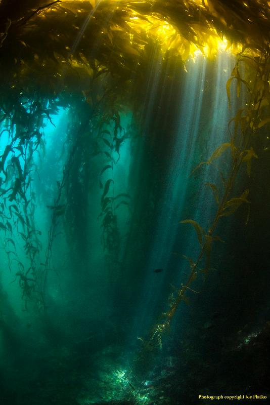 香港太空館明日（三月一日）起上映全新一齣全天域電影《繽紛藍海》。圖示《繽紛藍海》的劇照。在陽光充沛和養分豐富的上升水流下，北美洲西岸的巨形海藻每天可生長60厘米。