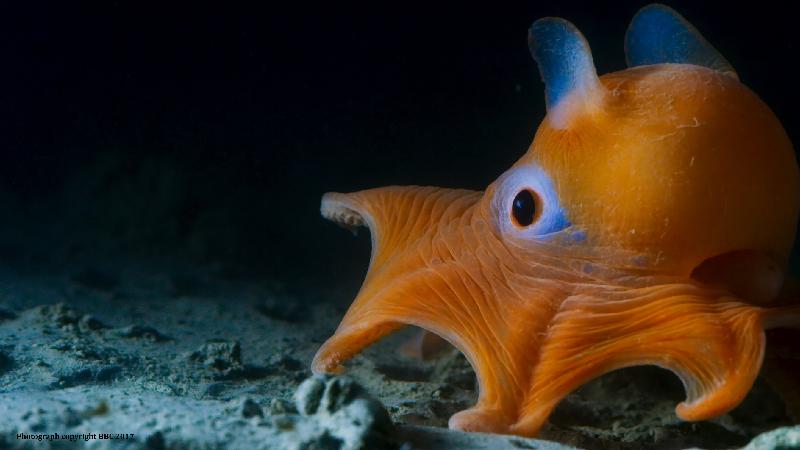 The Hong Kong Space Museum's new Omnimax show, “Oceans: Our Blue Planet", will be launched tomorrow (March 1). Picture shows a film still of "Oceans: Our Blue Planet". The dumbo octopus, as its name implies, has earlike fins for moving through the water.