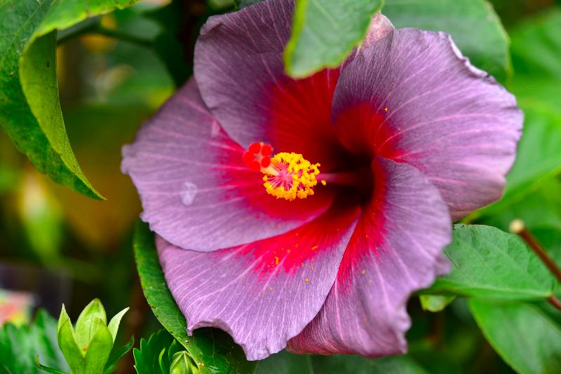 The Hong Kong Flower Show 2019 will be held at Victoria Park from tomorrow (March 15) until March 24. This year's flower show features "When Dreams Blossom" as the main theme and the Chinese hibiscus is the theme flower. The Chinese hibiscus is an ever-blooming evergreen shrub that can grow to 4 metres in height. Pictured is a colourful Chinese hibiscus.