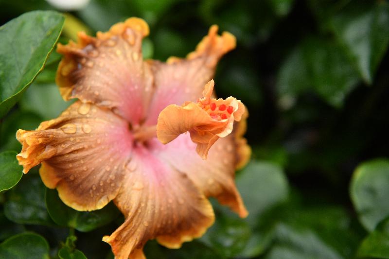 每年一度的賞花盛事香港花卉展覽今日（三月十五日）在維多利亞公園開幕，展出約四十二萬株花卉，包括約四萬株主題花「大紅花」，並展出别具特色的大紅花栽培品種。