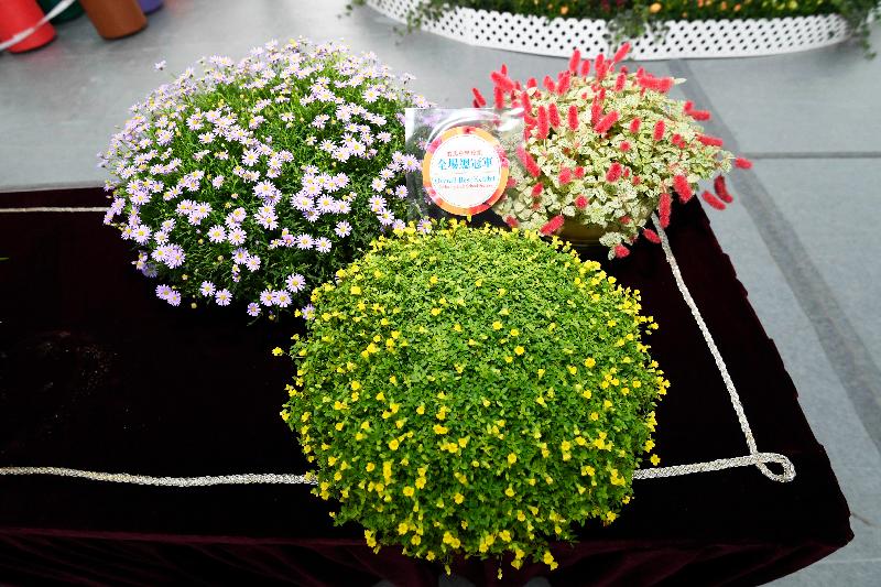 香港花卉展覽主要活動之一的植物展品比賽今日（三月十六日）公布得獎名單，圖中三盆悉心培植的賞花植物為學校組全場總冠軍展品。