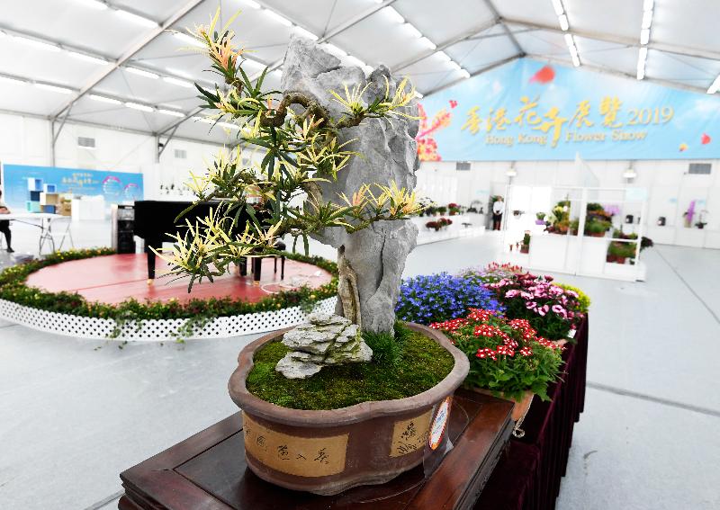 The winners of the plant exhibit competition, which is one of the major activities of the Hong Kong Flower Show, were announced today (March 16). Photo shows the best exhibit in the Open Competition Section, an exquisite bonsai plant attached to rocks.