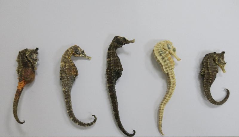 A traveller who smuggled dried seahorses was convicted for violating the Protection of Endangered Species of Animals and Plants Ordinance, and was sentenced to imprisonment today (March 27). Photo shows dried seahorses found by Customs officers in the passenger's baggage.