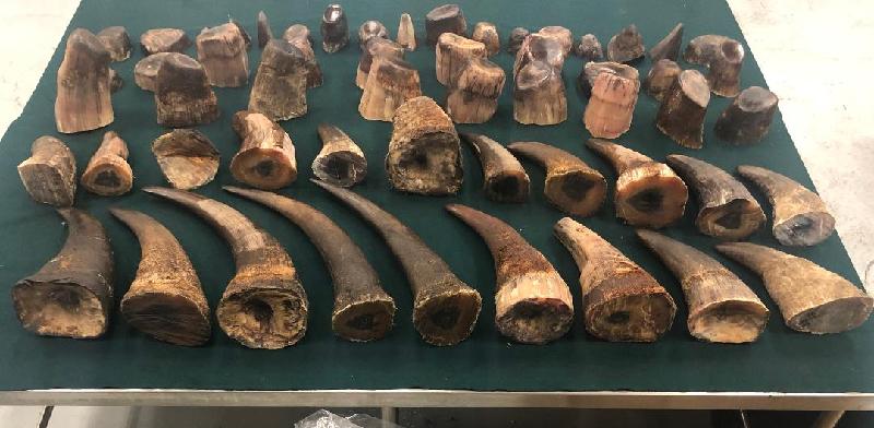 Hong Kong Customs yesterday (April 5) seized 82.5 kilograms of suspected rhino horn and cut pieces with an estimated market value of about $16.5 million from a transshipment cargo at the Hong Kong International Airport. This is a record high seizure of suspected rhino horn under smuggling by the department in the past five years.