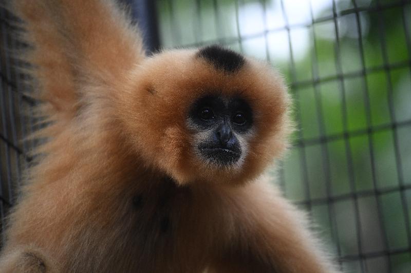 香港動植物公園於四月十三日及十四日一連兩日舉辦「動物護理聚談」活動，市民可以近距離觀賞不同的靈長類動物和雀鳥。圖為園內的紅頰黑猿。