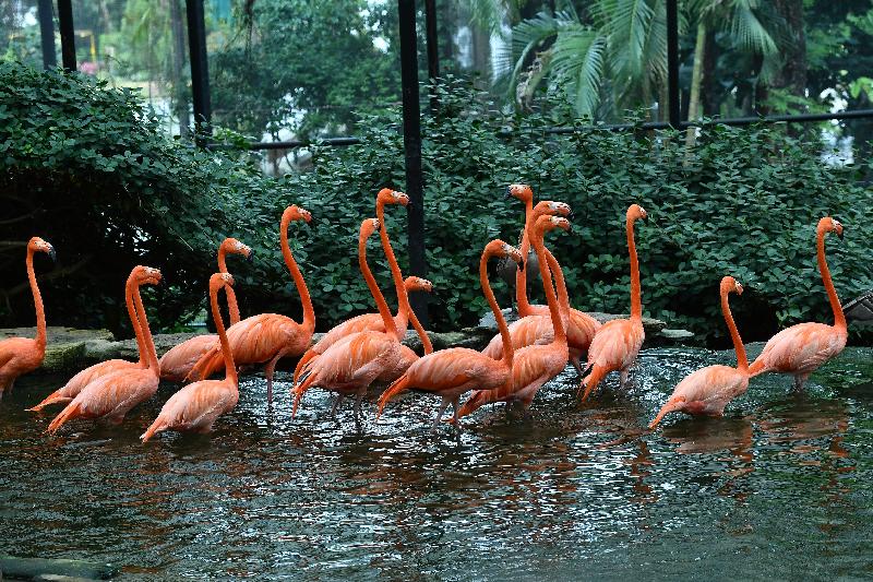 香港動植物公園於四月十三日及十四日一連兩日舉辦「動物護理聚談」活動，市民可以近距離觀賞不同的靈長類動物和雀鳥。圖為園內的美洲紅鸛。