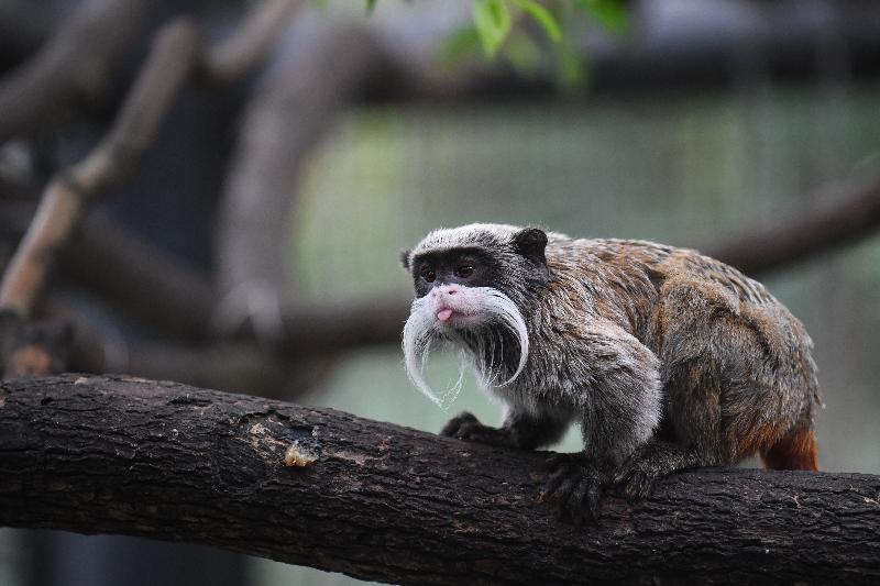 The Hong Kong Zoological and Botanical Gardens will hold a "Meet-the-Zookeepers" activity on two consecutive days on April 13 and 14. The event will offer members of the public a chance to meet different primates and birds up close. Photo shows an emperor tamarin in the gardens.