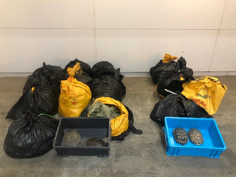 香港海關昨日（五月五日）在落馬洲管制站檢獲二百一十六隻懷疑非法進口水魚及七十五隻巴西龜，估計市值共約三萬元。