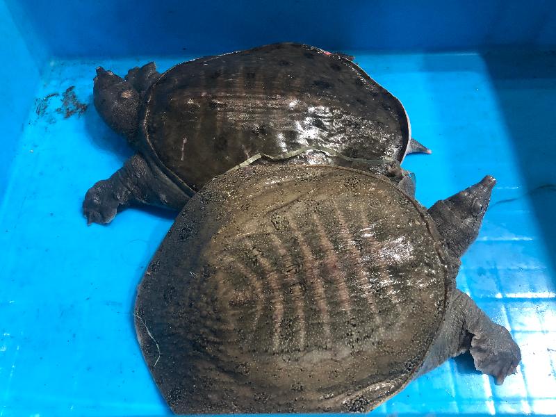 ​Hong Kong Customs yesterday (May 5) seized 216 suspected illegally imported Chinese soft-shelled turtles and 75 red-eared sliders with an estimated market value of about $30,000 at Lok Ma Chau Control Point. Photo shows two of the suspected illegally imported Chinese soft-shelled turtles seized.
