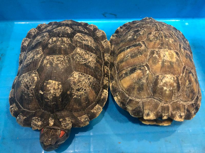 ​Hong Kong Customs yesterday (May 5) seized 216 suspected illegally imported Chinese soft-shelled turtles and 75 red-eared sliders with an estimated market value of about $30,000 at Lok Ma Chau Control Point. Photo shows two of the suspected illegally imported red-eared sliders seized.