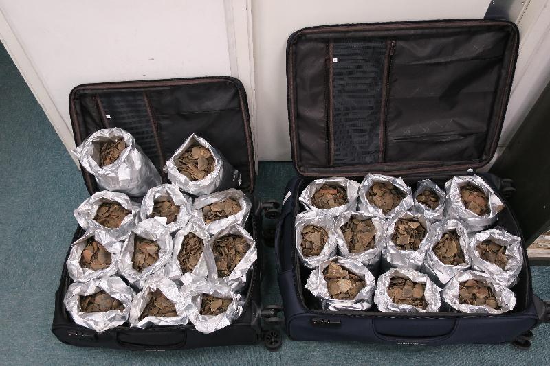 A traveller who smuggled pangolin scales was convicted for violating the Protection of Endangered Species of Animals and Plants Ordinance, and was sentenced to imprisonment today (May 6). Photo shows pangolin scales found by Customs officers in the passenger's baggage.