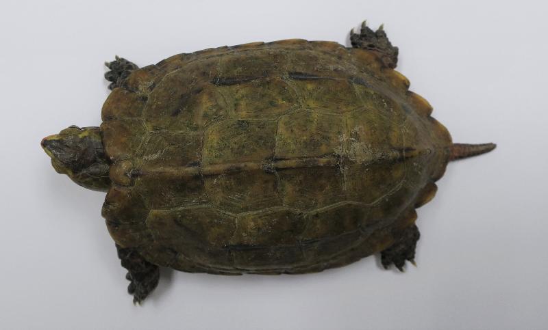 一名旅客因走私日本地龜，違反《保護瀕危動植物物種條例》，早前被判罪名成立，今日（五月七日）被判處監禁。圖示其中一隻在其行李內發現的日本地龜。
