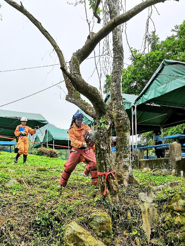 民众安全服务队（民安队）今日（五月十三日）举行两年一度的大型演习，演习为期两天、代号「挑战者」。图示民安队队员清理倾塌树木。