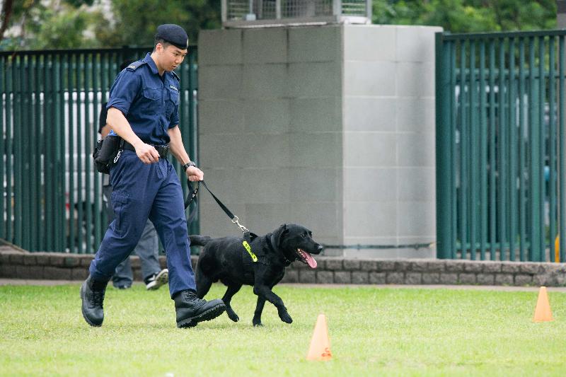 香港海关今日（五月十五日）在香港海关学院举办「香港执法犬研讨会」。图示参与执法犬联合演练的犬只及其领犬员。
