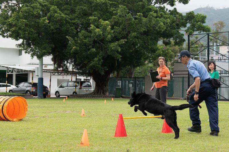 香港海关今日（五月十五日）在香港海关学院举办「香港执法犬研讨会」。图示参与执法犬联合演练的犬只及其领犬员。