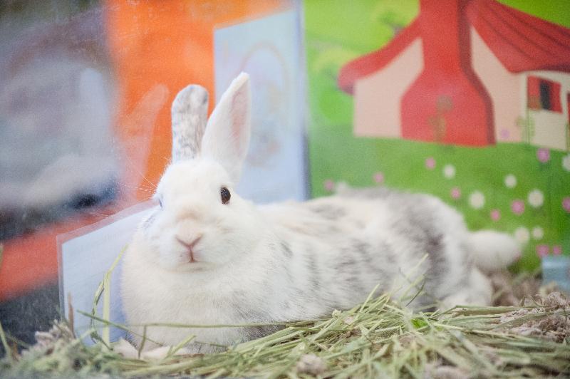 A pet adoption event themed "Pets with Love" will be held on May 25 and 26. Members of the public can meet rabbits and reptiles available for adoption and view photos or videos of cats that are up for adoption. Photo shows a rabbit at a previous pet adoption event.