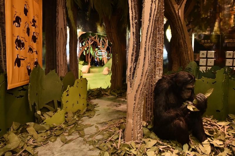 A new exhibition entitled "Becoming Jane – Inspiring a Shared Planet" will be held at the Hong Kong Science Museum from tomorrow (May 24). Photo shows the exhibition hall, which has been transformed to resemble an African jungle to reflect the habitat of chimpanzees. Visitors will be able to deepen their knowledge of chimpanzees in different exhibition areas.