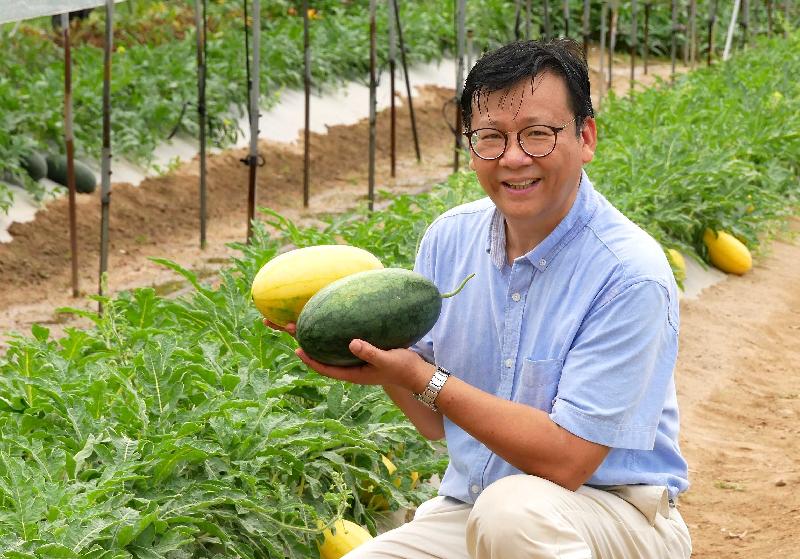 All regular local organic farmers' markets have been invited to join the annual Local Organic Watermelon Festival organised by the Agriculture, Fisheries and Conservation Department (AFCD) in July. Photo shows the Agricultural Officer (Horticulture) of the AFCD, Dr Chen Yi-min, today (July 3) introducing the highlighted varieties of organic watermelons to be sold at this year's Local Organic Watermelon Festival.