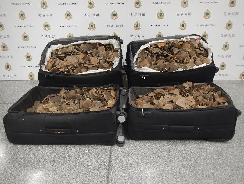 Hong Kong Customs today (July 17) seized a total of about 100 kilograms of suspected pangolin scales with an estimated market value of about $500,000 at Hong Kong International Airport.