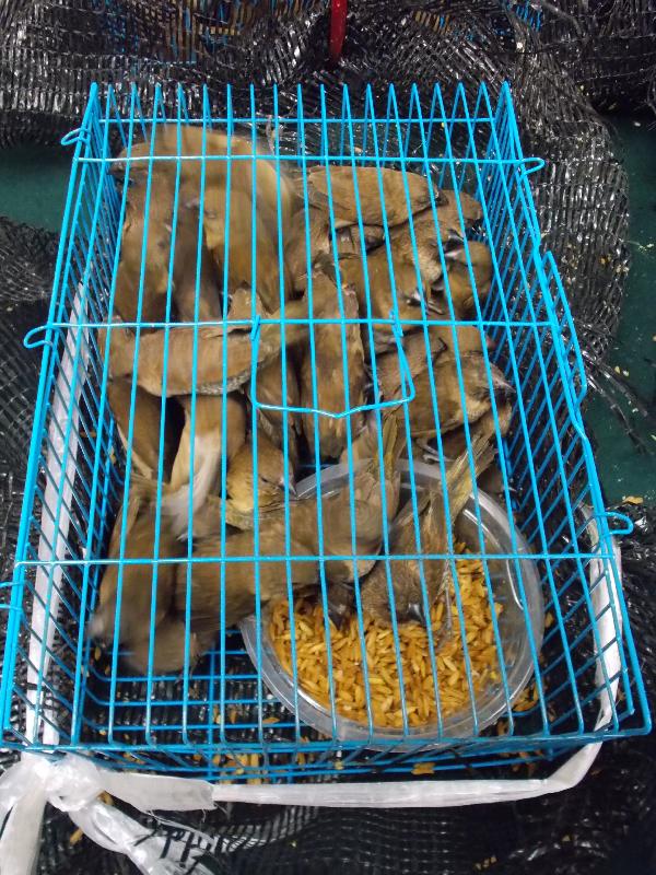 香港海关今日（七月十八日）在罗湖管制站检获一百二十三只怀疑非法进口活雀鸟，估计市值约三百元。