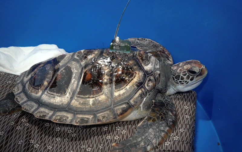 The Agriculture, Fisheries and Conservation Department released a green turtle in the southern waters of Hong Kong today (July 19). Photo shows a satellite transmitter attached to the carapace of the turtle for tracking its movement and feeding grounds.