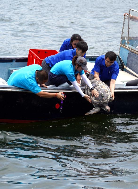 漁農自然護理署今日（七月十九日）於香港南面水域放流一隻綠海龜。圖示該隻去年於香港東北水域救獲的綠海龜回歸大海。