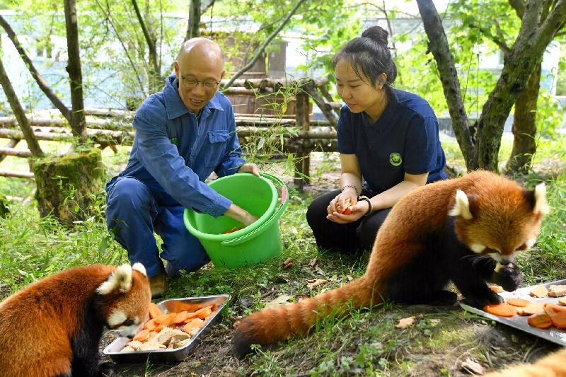 The Secretary for the Environment, Mr Wong Kam-sing, today (August 14) visited Sichuan. Picture shows Mr Wong (left) feeding red pandas at the Hetaoping base of the China Conservation and Research Center for the Giant Panda in Wolong.