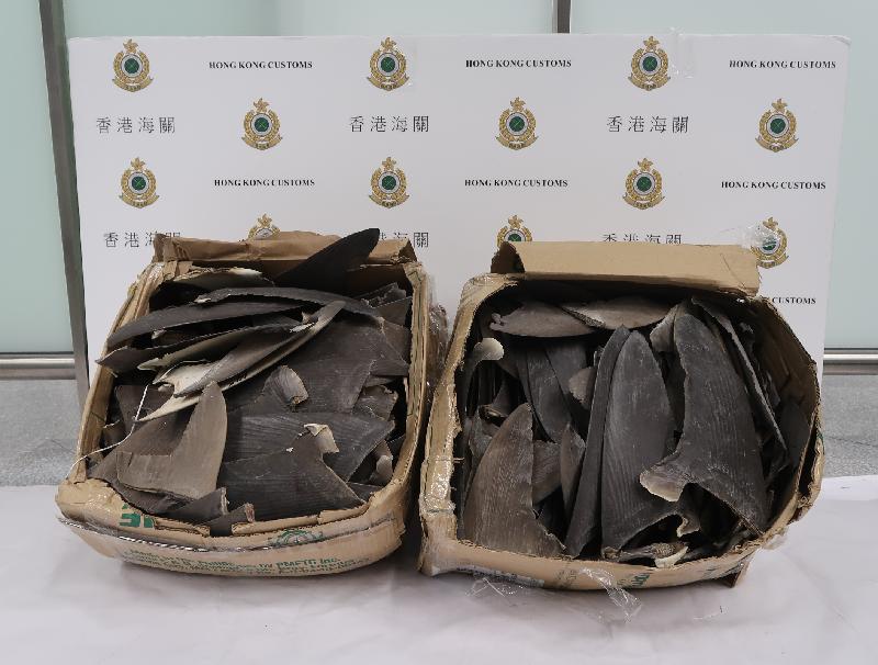 香港海關昨日（八月二十三日）在香港國際機場檢獲約一百八十公斤懷疑受管制乾魚翅及五百克懷疑受管制乾海馬，估計市值約五萬元。圖示部分檢獲的懷疑受管制乾魚翅。