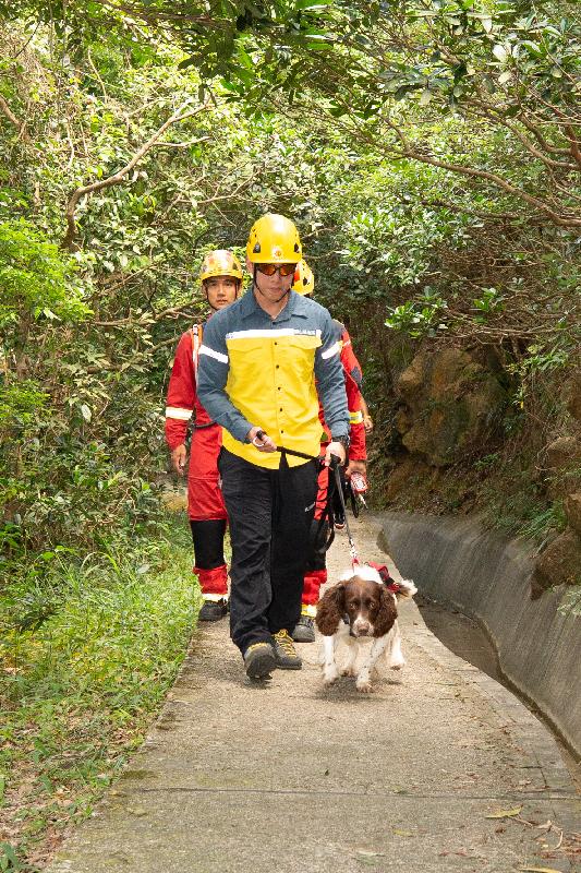 在今日（九月二十五日）举行的跨部门山火暨攀山拯救行动演习，消防处高空拯救专队及攀山拯救专队模拟在搜索犬协助下搜救伤者。
