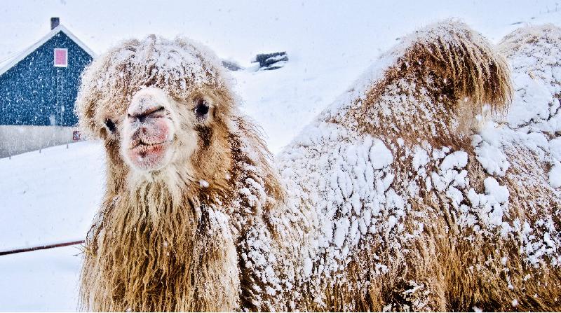 康樂及文化事務署電影節目辦事處主辦的「聖誕電影合家歡2019」將於十二月十四日至二十九日放映六齣適合一家大小欣賞的影片。圖示《駱駝也移民——北極篇》（2019）劇照。