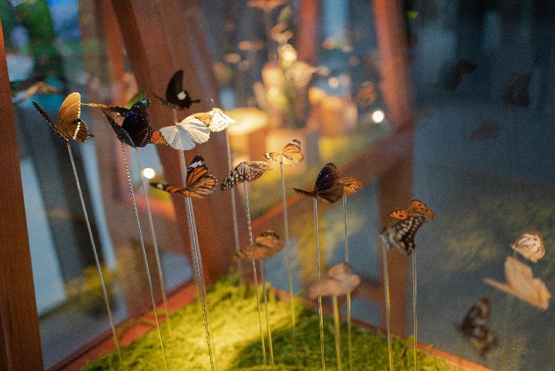 漁 農 自 然 護 理 署 第 五 年 舉 行 香 港 生 物 多 樣 性 節 ， 以 「 細 味 大 自 然 」 為 主 題 ， 並 獲 46個 合 作 夥 伴 支 持 ， 於 十 月 至 十 二 月 舉 辦 約 150項 多 姿 多 彩 的 活 動 ， 藉 以 推 廣 香 港 豐 富 的 生 物 多 樣 性 。 圖 示 在 K11 Musea八 樓 Nature Discovery Park舉 行 的 「 細 味 自 然 」 生 態 展 覽 的 「 生 態 縮 影 」 ——蝴 蝶 標 本 。 