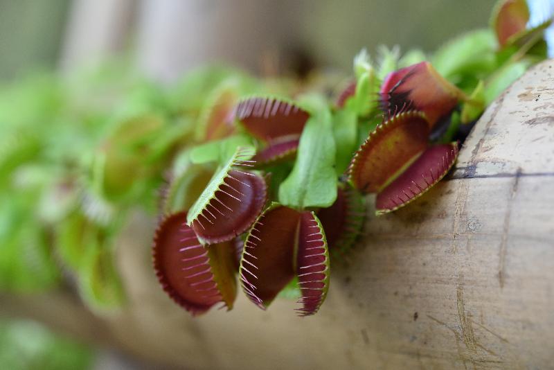 Starting from December 1, about 500 carnivorous plants of a rich variety will be displayed at a thematic exhibition to be held at the Display Plant House of Forsgate Conservatory in Hong Kong Park managed by the Leisure and Cultural Services Department. Photo shows a Venus fly-trap which can trap prey when the two lobes of the plant's leaf snap shut.