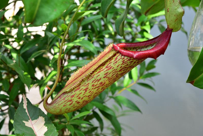 Starting from December 1, about 500 carnivorous plants of a rich variety will be displayed at a thematic exhibition to be held at the Display Plant House of Forsgate Conservatory in Hong Kong Park managed by the Leisure and Cultural Services Department. Photo shows a pitcher plant, which possesses pitchers grown at the end of the leaf tendril. The plant waits for prey to fall into its trap.