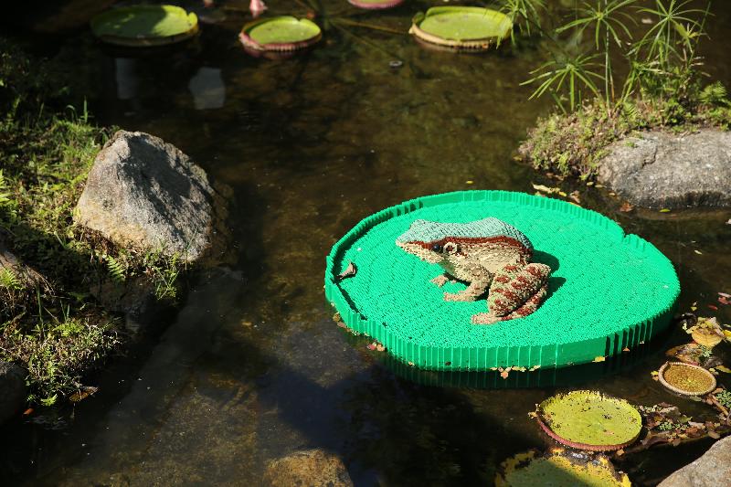 香港湿地公园由十一月二十日至明年四月二十日，举办以「雀鸟好爸妈」为主题的观鸟节。首次展出由湿地公园和乐高专业认证大师洪子健合作创作的五个全球独有乐高积木湿地动物模型。图示泽蛙的乐高模型。