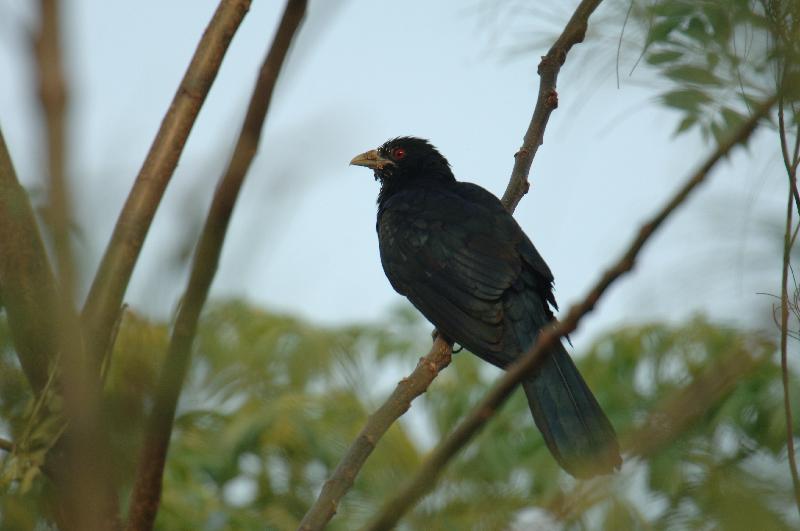 The Hong Kong Wetland Park is holding the Bird Watching Festival, under the theme "Incredible Bird Parents", from November 20 until April 20, 2020, to introduce how versatile and sophisticated birds are in providing parental care for their offspring. Photo shows the Asian koel.