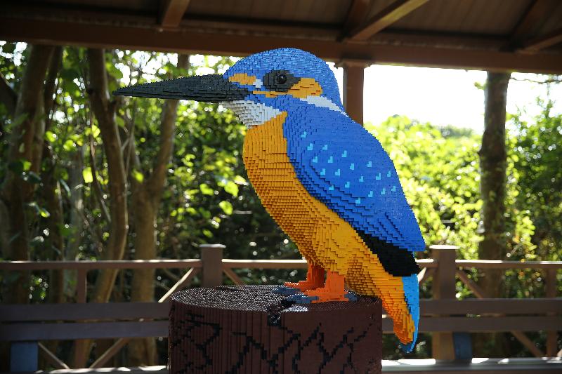 The Hong Kong Wetland Park is holding the Bird Watching Festival, under the theme "Incredible Bird Parents", from November 20 until April 20, 2020. This is the first time that five unique Lego brick wetland animal models co-created by the Hong Kong Wetland Park and Lego Certified Professional Mr Andy Hung are being displayed. Photo shows the Lego model of a kingfisher.