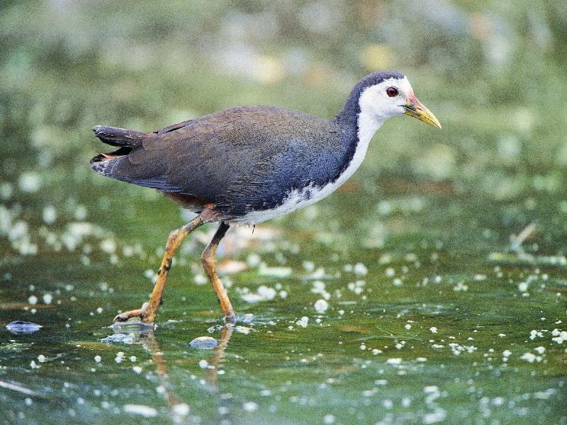The Hong Kong Wetland Park is holding the Bird Watching Festival, under the theme "Incredible Bird Parents", from November 20 until April 20, 2020, to introduce how versatile and sophisticated birds are in providing parental care for their offspring. Photo shows the white-breasted waterhen.