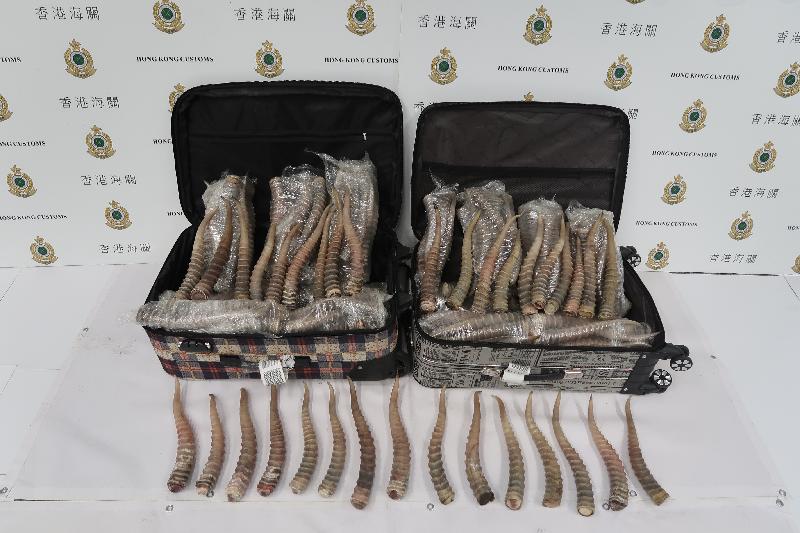 香港海关今日（十一月二十九日）在香港国际机场破获五年以来最大宗走私赛加羚羊角案件，检获约五十公斤怀疑赛加羚羊角，估计市值约五万元。