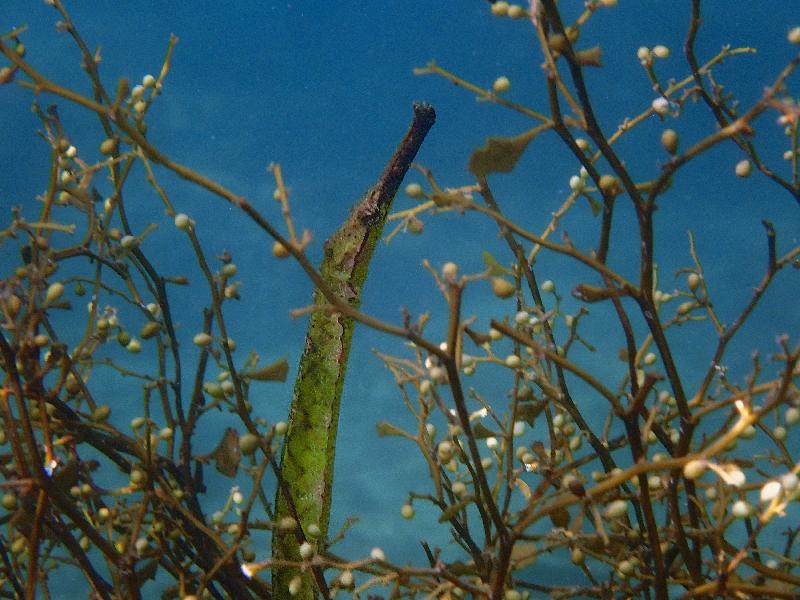 由漁農自然護理署與香港潛水總會合辦的香港潛攝大賽二○一九圓滿結束。黃達安在龍蝦灣拍攝的作品「燦爛的馬尾藻與住客」，獲得學生組數碼攝影比賽的優秀學生潛攝員獎。