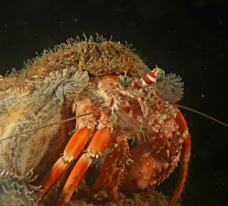 The Hong Kong Underwater Photo and Video Competition 2019, jointly organised by the Agriculture, Fisheries and Conservation Department and the Hong Kong Underwater Association, concluded successfully. "Sojourner", taken by Yeh Wing-fung off Little Palm Beach, won the special prize for junior underwater photographer of the Macro & Close-up Category presented by the judging panel in the Digital Photo Competition.