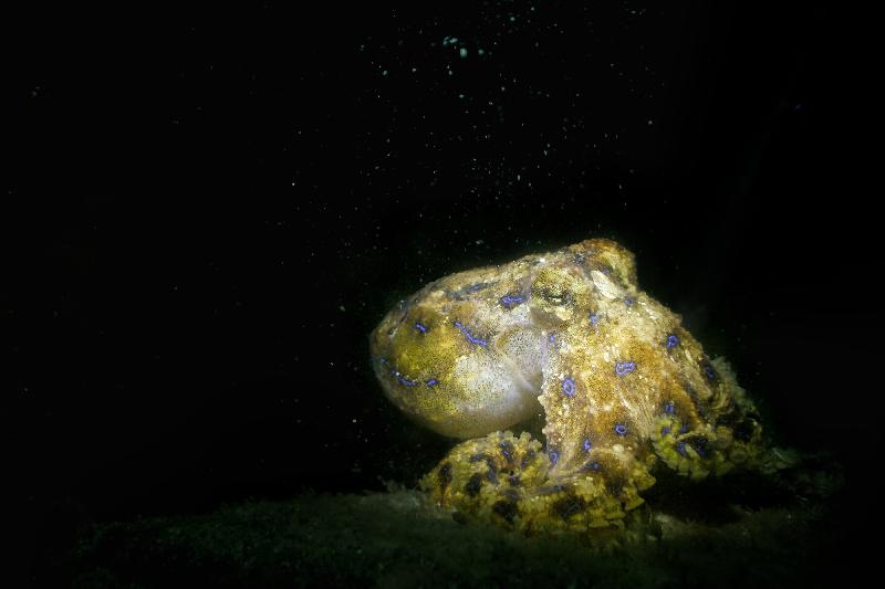 The Hong Kong Underwater Photo and Video Competition 2019, jointly organised by the Agriculture, Fisheries and Conservation Department and the Hong Kong Underwater Association, concluded successfully. "Starry Night Walk", taken by Chung Sin-yu off Jin Island, won the special prize for junior underwater photographer of the Macro & Close-up Category presented by the judging panel in the Digital Photo Competition.