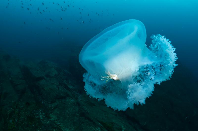 The Hong Kong Underwater Photo and Video Competition 2019, jointly organised by the Agriculture, Fisheries and Conservation Department and the Hong Kong Underwater Association, concluded successfully. "A Journey of Symbiosis", taken by Lee Kuen-yan off One Foot Rock, won the champion of the Standard & Wide Angle Category in the Digital Photo Competition.