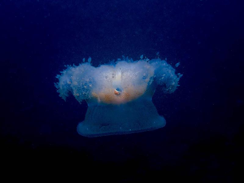 The Hong Kong Underwater Photo and Video Competition 2019, jointly organised by the Agriculture, Fisheries and Conservation Department and the Hong Kong Underwater Association, concluded successfully. "Jelly Crown", taken by Gigi Cheung off Trio Island, won the special prize for junior underwater photographer of the Standard & Wide Angle Category presented by the judging panel in the Digital Photo Competition.