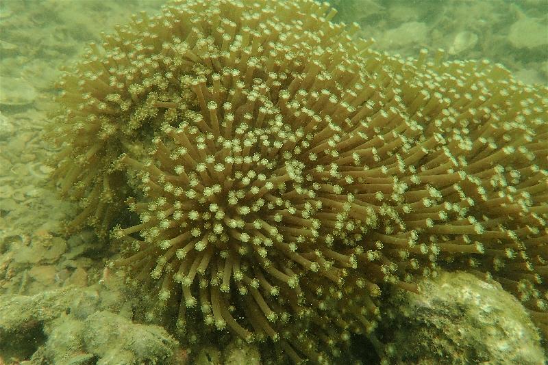 漁農自然護理署今日（十二月七日）公布，本年的香港珊瑚礁普查結果顯示整體珊瑚生長健康穩定，品種多樣性維持於高水平。圖示攝於大蛇灣的角孔珊瑚。