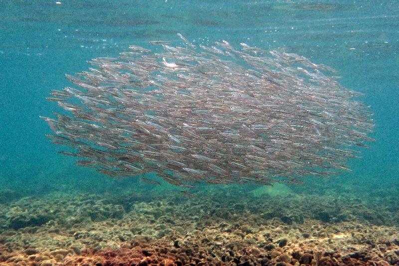 漁農自然護理署今日（十二月七日）公布，本年的香港珊瑚礁普查結果顯示整體珊瑚生長健康穩定，品種多樣性維持於高水平。圖示攝於橋咀的一群公魚。
