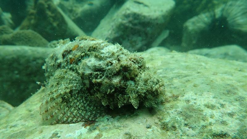 The Agriculture, Fisheries and Conservation Department announced today (December 7) that the Reef Check this year showed that local corals are generally in a healthy and stable condition and the species diversity remains on the high side. Photo shows a weedy stingfish at Hoi Ha Wan.